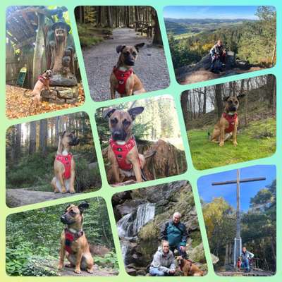 29. Collagen Challenge - Wandern mit Hund-Beitrag-Bild