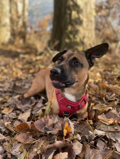 Herbst Bilder-Beitrag-Bild