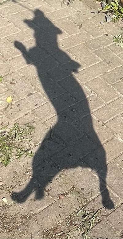 Fotochallange Nr. 46

Schattenspiele BEENDET!!!!!-Beitrag-Bild