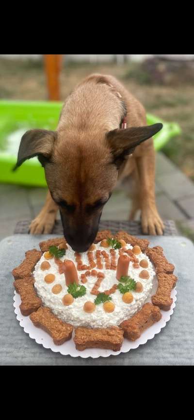 Dogorama Photo Challenge: Ein Bild zum 4. Geburtstag-Beitrag-Bild