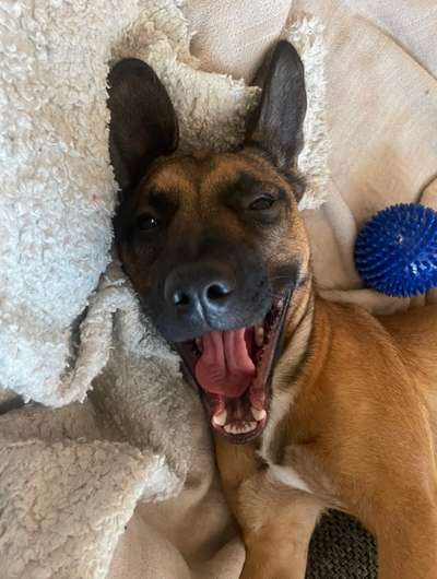 Dogorama Photo Challenge - Dein Hund beim Gähnen-Beitrag-Bild