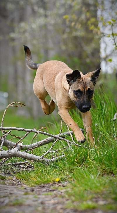 61. Handyfotochallenge - der springende Hund-Beitrag-Bild