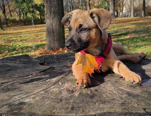 Zeigt mal die schönsten Bilder von euren Hunden !-Beitrag-Bild