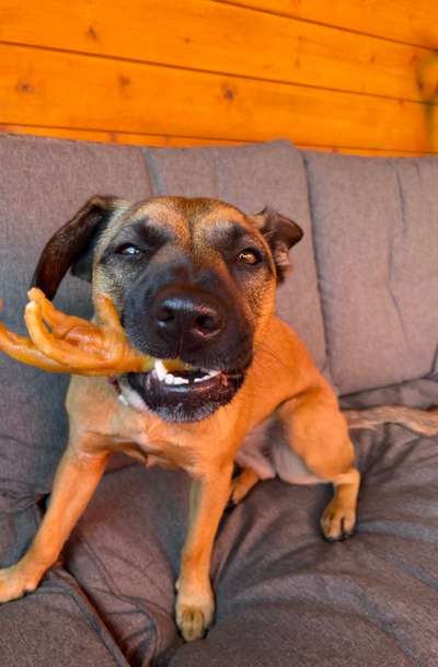 Fotowettbewerb ,,mein gruseliger Hund"-Beitrag-Bild