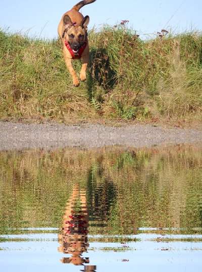 Dogorama Photo Challenge - Pfützen & Spiegelungen-Beitrag-Bild