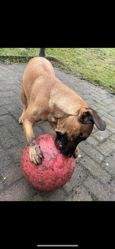 FOTOCHALLENGE 72 - Glücklicher Hund im Schmuddel-Look-Beitrag-Bild