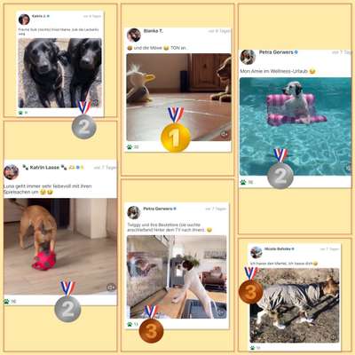 19. Video Challenge  "urkomische Hunde zum Brüllen lustig"-Beitrag-Bild