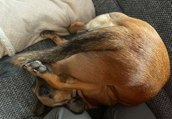 Postet das beste Foto von euren 4 beinern-Beitrag-Bild