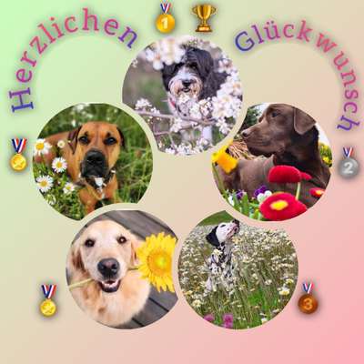 Dogorama Photo Challenge - Frühlingserwachen-Beitrag-Bild