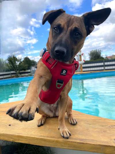 Dogorama Photo Challenge- Aufmerksamkeit bitte!-Beitrag-Bild