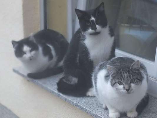 Hundebilder-Beitrag-Bild