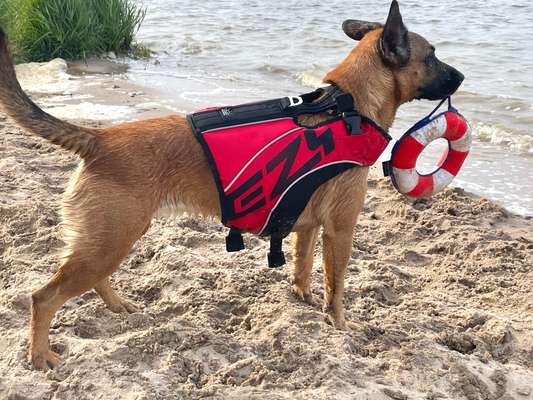 Hund abgegeben, weil Urlaub anstand? Leider kein Witz 😳-Beitrag-Bild