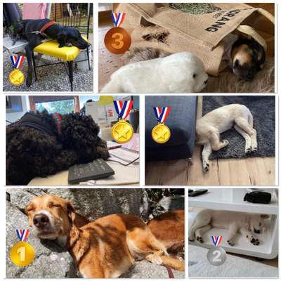 Foto Challenge 112 
ungewöhnliche Schlafplätze-Beitrag-Bild