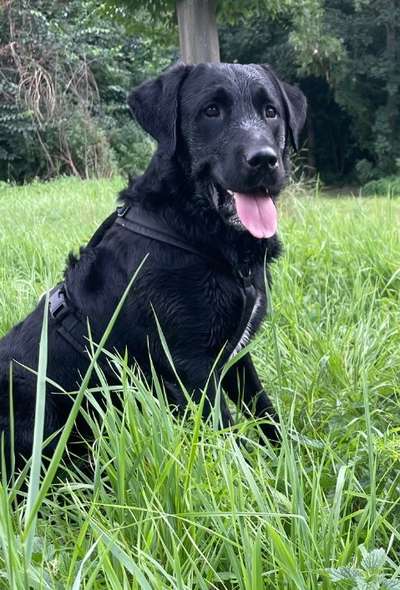 Fotochallenge - fremde Hunde-Beitrag-Bild