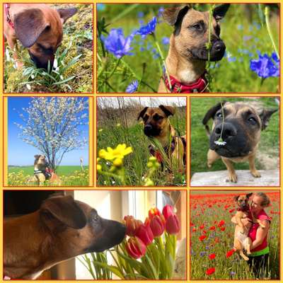 27. Collagen Challenge - Dein Hund mit Blume(n)-Beitrag-Bild