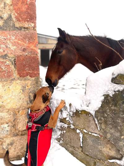 63. Handyfotochallenge   * Nase dran ! *-Beitrag-Bild