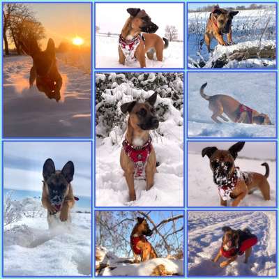 24. Collage-Challenge  *Hund im Schnee*-Beitrag-Bild