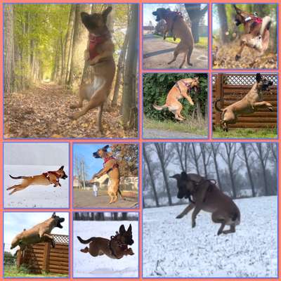 17. Collage Challenge / Springende Fellnasen-Beitrag-Bild