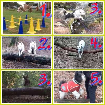 Handy Video Challenge Nr. 38 - Drüber springen-Beitrag-Bild