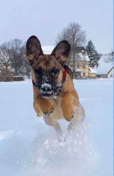 Schneehund-Beitrag-Bild