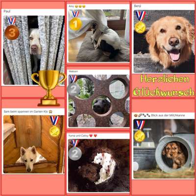 Dogorama Photo Challenge - Durchblick-Beitrag-Bild