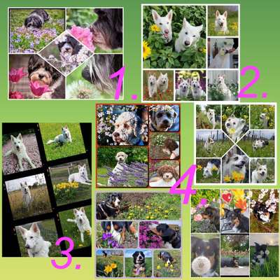 47. Collage Challenge - Sag's mit Blumen-Beitrag-Bild