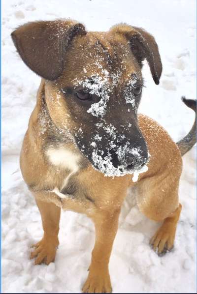 Dogorama Photo Challenge - Es wird nochmal kalt!-Beitrag-Bild