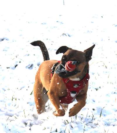 Fotochallenge 61 ~ Schnee-Beitrag-Bild