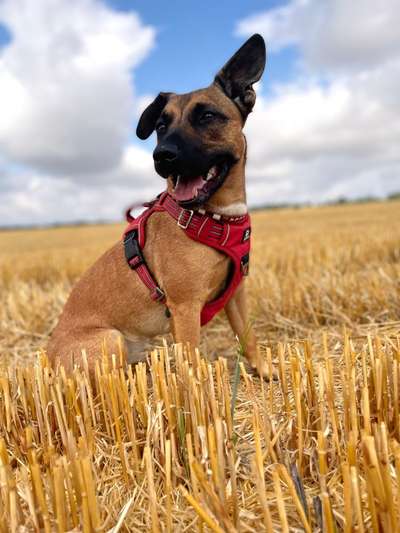 156. Fotochallenge *** DEIN HUND UND DIE WUNDERSCHÖNEN WOLKEN ***-Beitrag-Bild