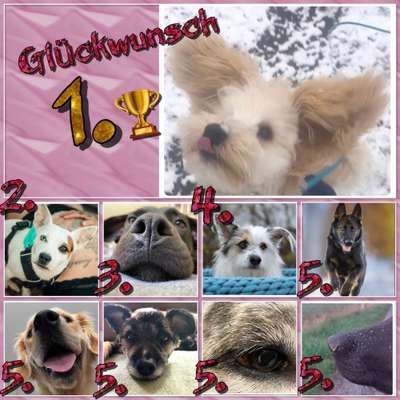 Dogorama Photo Challenge - Details Ganz nah-Beitrag-Bild
