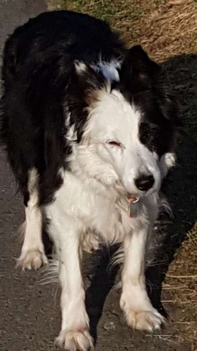 Unsere Fellnasen im Regenbogenland-Beitrag-Bild