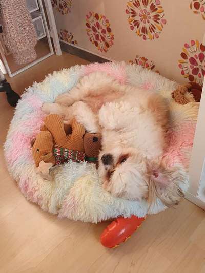 Auslandstierschutz-Beitrag-Bild