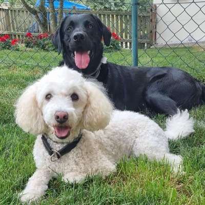 Hundetreffen-Social walk, Hundebegegnung ohne Kontakt, Training-Bild