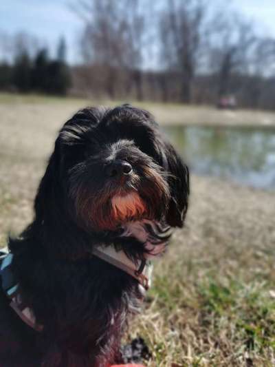 Hundetreffen-Hundebegegnung-Bild