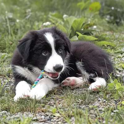 Giftköder-Welpen, Junghunde & Basistraining-Bild