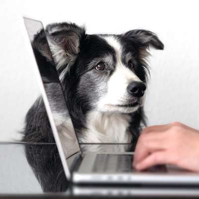 Giftköder-Einzeltraining 
vor Ort & online-Bild