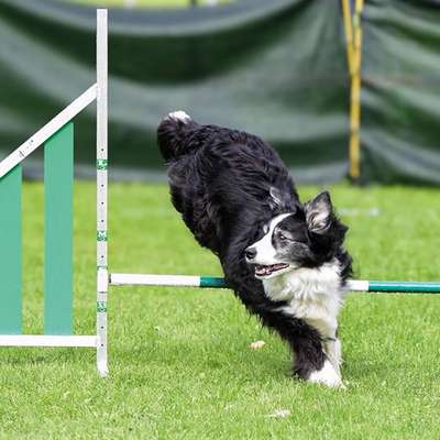 Giftköder-Rally Obedience-Bild