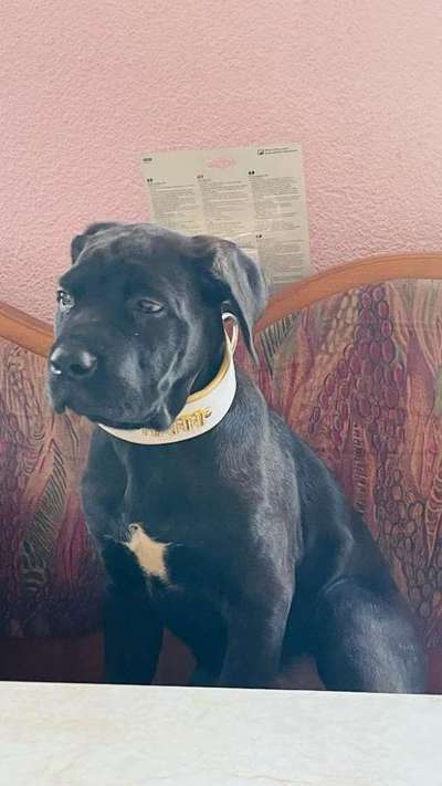 Welpen Bilder !-Beitrag-Bild