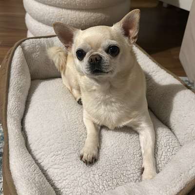 Hundetreffen-🎀Kleine Hunde - Treff 🎀-Profilbild