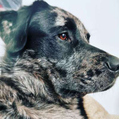 Die Dogorama Kalender Challenge Titelbild-Beitrag-Bild