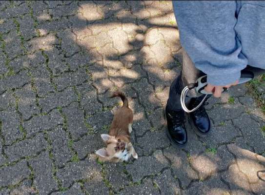 Hundeführerschein (Theorie)-Beitrag-Bild