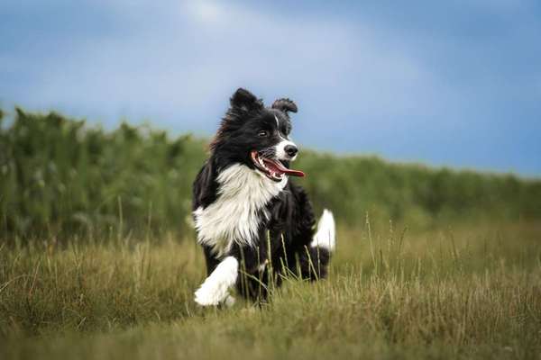 Hundetreffen-Spielkameraden für Major-Bild