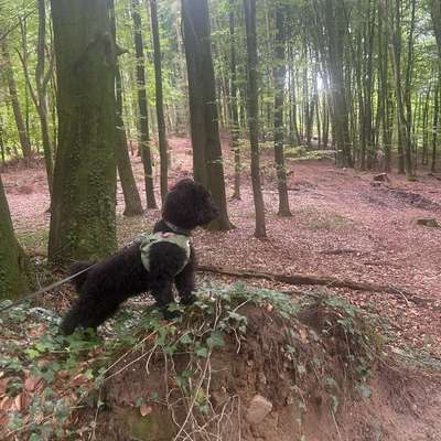 Hundetreffen-Gassi Runde Partner gesucht-Bild