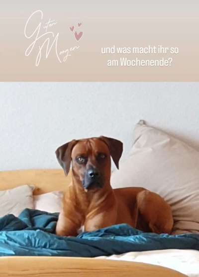 Rhodesian Ridgeback-Beitrag-Bild