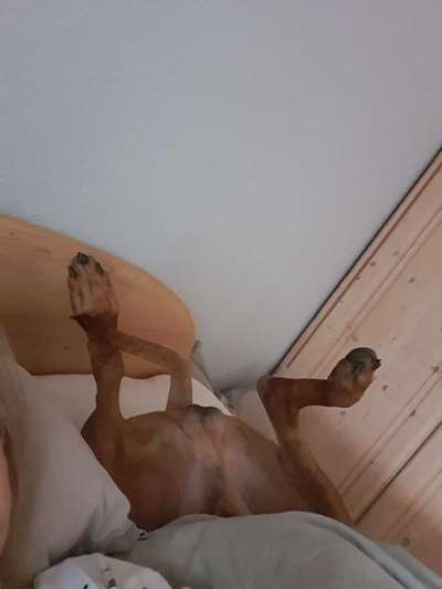 Rhodesian Ridgeback-Beitrag-Bild