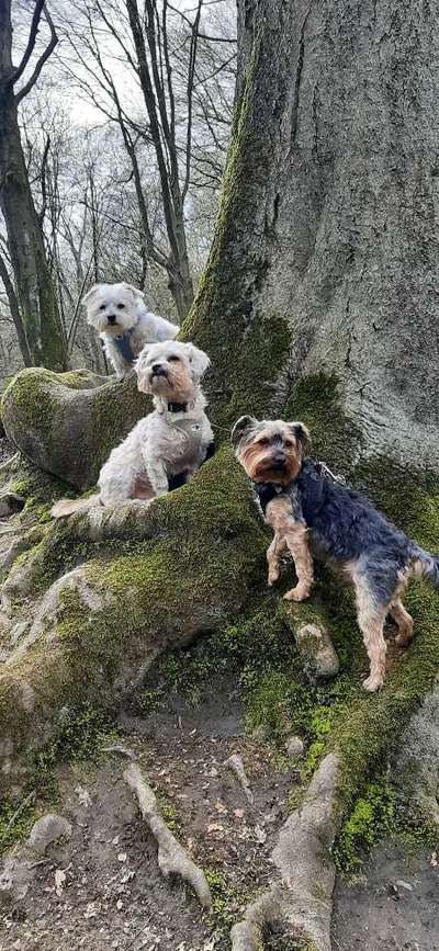 Fotochallenge No. 26                                     Wald und Wiese-Beitrag-Bild