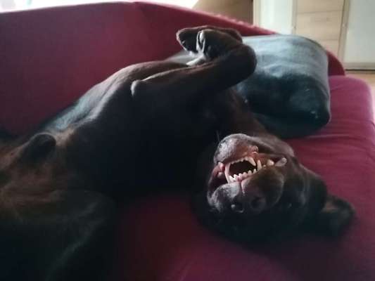 Die Dogorama Wochen Challenge-Beitrag-Bild