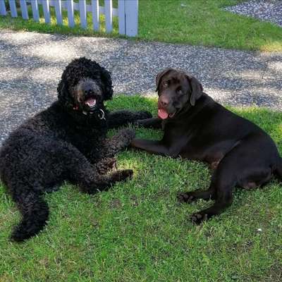 Die Dogorama Wochen Challenge "Friends will be Friends"-Beitrag-Bild