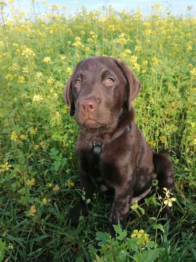 Die Dogorama Monats Challenge "Es grünt und blüht"-Beitrag-Bild