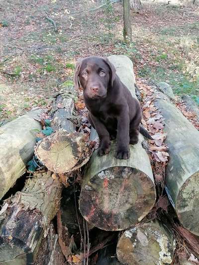 Die Dogorama Kalender Challenge Teil 1/4-Beitrag-Bild